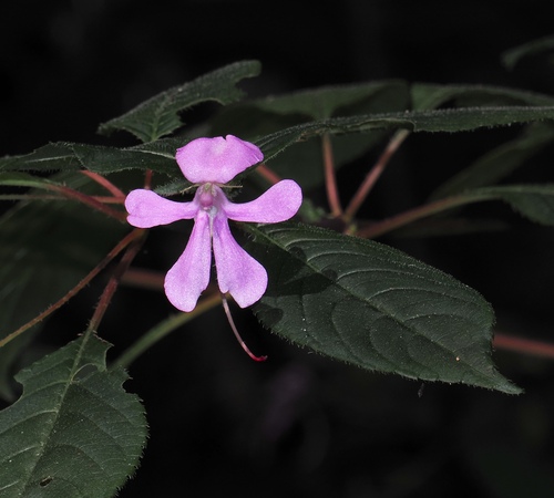 Impatiens raphidothrix