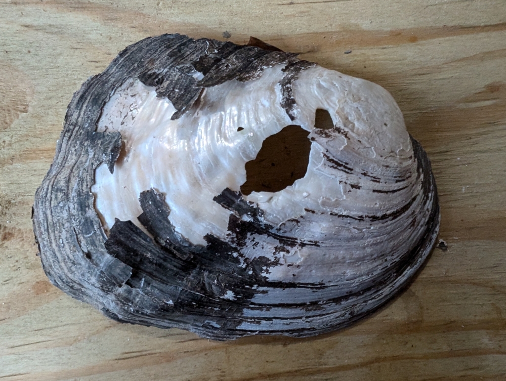 Three-ridge Mussel from Vermillion River @ Hwy 19 north of 299th St on ...