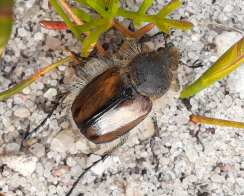 Stegopterus hexrivieri