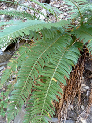 Polystichum imbricans curtum