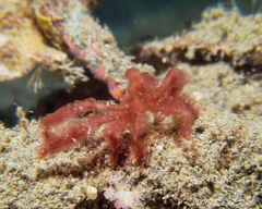 Achaeus japonicus