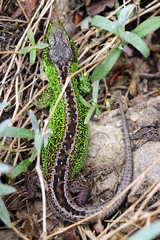 Lacerta agilis