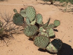 Opuntia macrocentra