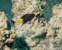 Neopomacentrus violascens