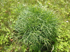 Peucedanum morisonii