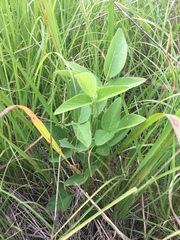 Desmodium illinoense