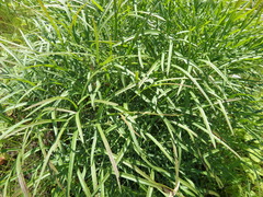 Peucedanum morisonii