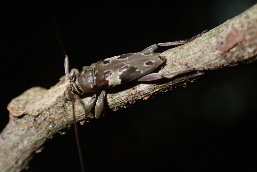 Nyssodrysternum propinquum