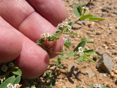 Euphorbia capitellata