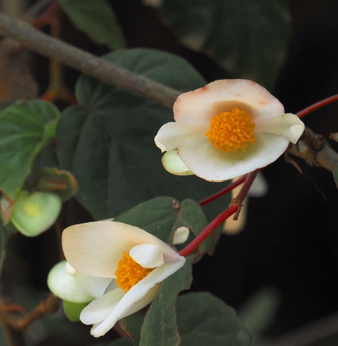 Begonia meyeri-johannis, photograph 6