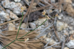 Eriogonum nudum nudum