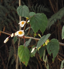 Begonia meyeri-johannis, photograph (c) desertnaturalist, some rights reserved (CC BY)