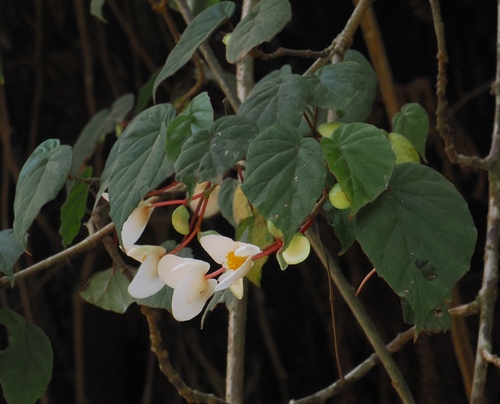 Begonia meyeri-johannis, photograph 5