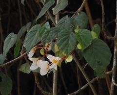 Begonia meyeri-johannis, photograph (c) desertnaturalist, some rights reserved (CC BY)