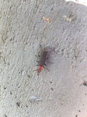 Podabrus conspiratus