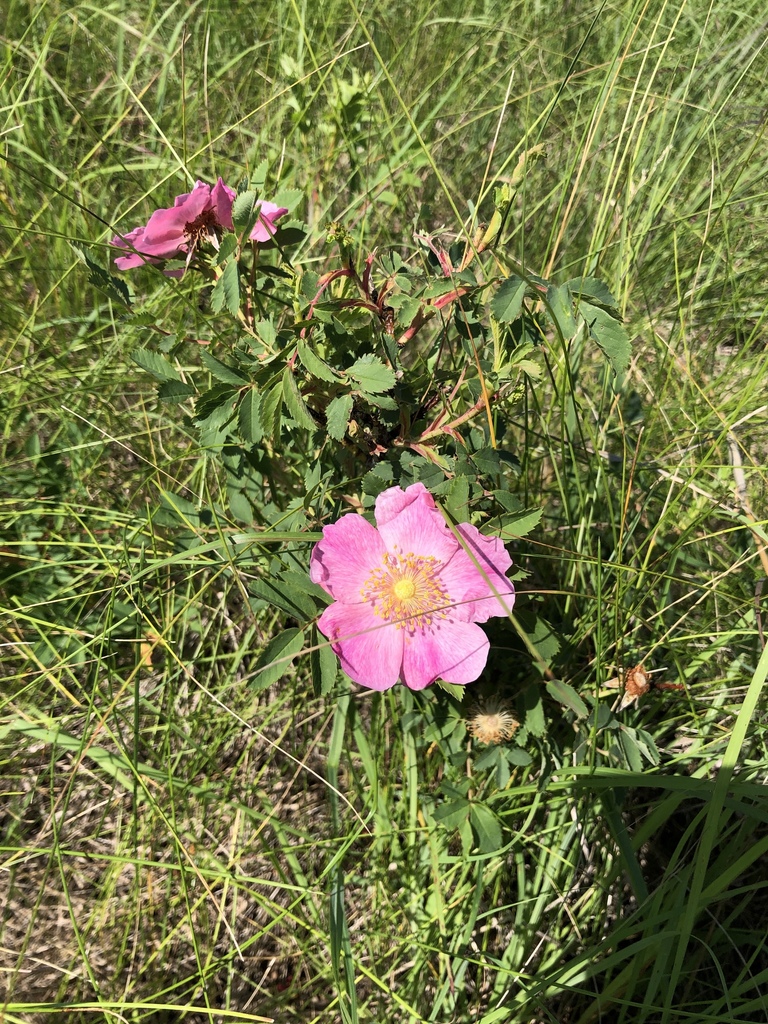roses from 56585, Ulen, MN, US on July 13, 2019 at 11:10 AM by ...