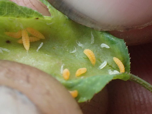 Macrolabis rhodophila