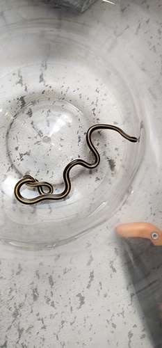Striped Harlequin Snake