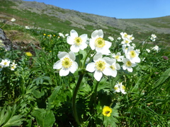 Anemonastrum biarmiense