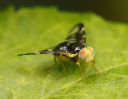 Celery Fly, photo 7 of 10