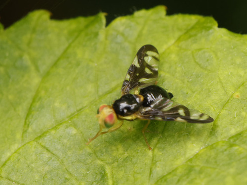 Celery Fly, photo 9 of 10