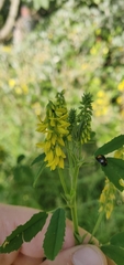 Melilotus officinalis