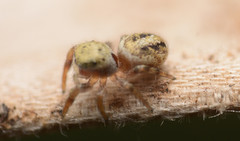 Pelegrina pervaga