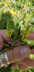 Melilotus officinalis