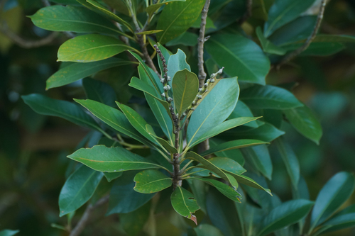 Image of Lithocarpus edulis by (c) WATANABE Hitoshi 渡辺仁, some rights reserved (CC BY)