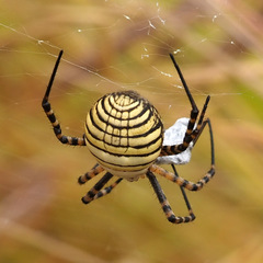 Argiope trifasciata