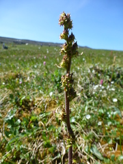 Micranthes hieraciifolia