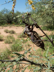 Pachylis neocalifornicus