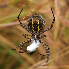 Argiope trifasciata