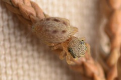 Pelegrina pervaga