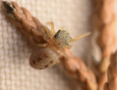 Pelegrina pervaga