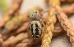Pelegrina pervaga