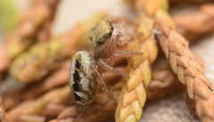 Pelegrina pervaga