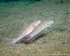 Valenciennea puellaris