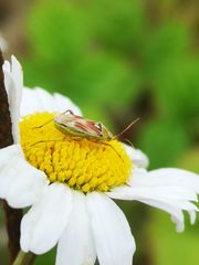 Calocoris roseomaculatus