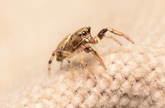 Zygoballus rufipes
