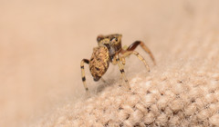 Zygoballus rufipes