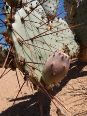 Opuntia macrocentra