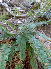 Polystichum imbricans curtum
