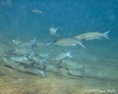 Crenimugil crenilabis