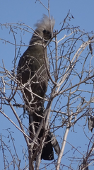 Corythaixoides concolor pallidiceps