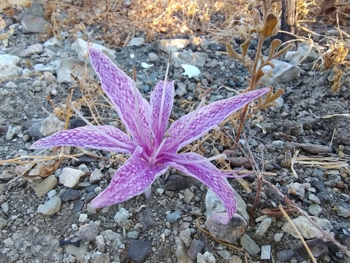 Colchicum variegatum