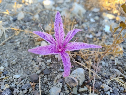 Colchicum variegatum