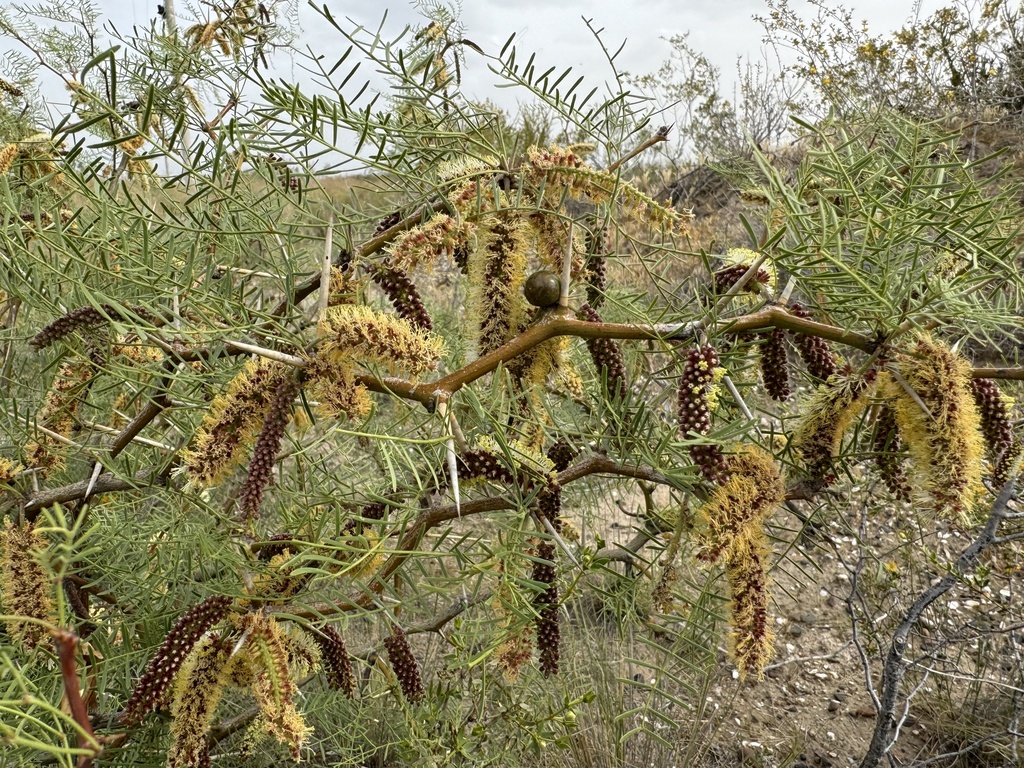 Prosopis alpataco Phil. 3