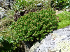 Rhodiola quadrifida