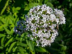 Valeriana officinalis